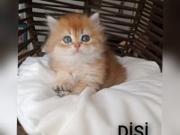 BRİTİSH GOLDEN LONGHAİR ZARAFETİ
