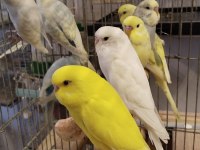 Bebek muhabbet kuşlar erkek ve dişi rengârenk