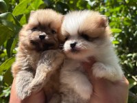 Safkan Pomeranian Boo Yavrular Gelmiştir