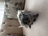 British longhair ve shorthair yavrular