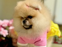 BAL GİBİ DIŞI POMERANİAN BOO