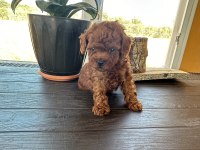 Boy Kilo Garantili Teacup Erkek Poodle