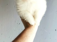 Pomeranian yavrumuz yuvasına gitmeye hazır
