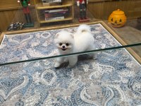Ayıcık surat pomeranian boo