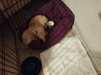 2 aylık toy poodle her şeyi ile vereceğim