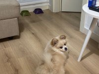 Tatlı pomeranian pekinez kırması