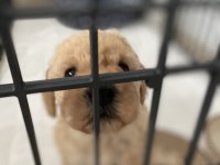 Maltipoo yavru köpeğimiz
