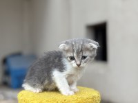 2 aylık erkek scottish fold