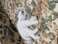 Scottish fold 1,5 yaşında