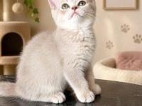 British shorthair dişi yavrular