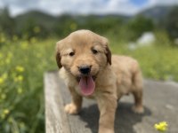 Irk garantili golden retriever yavrularımız