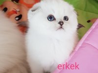 Scottish straight ve scottish fold yavrular