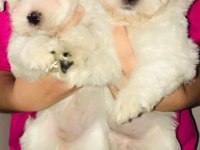 Maltese terrier dişi bebişler