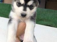 Dişi husky yavrular sahiplendirilecektir