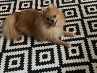 8 aylık erkek pomeranian tüm aşıları yapılmıştır