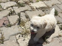 0 numara Maltese terrier kızımız
