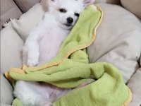 Mini boy şivava köpekler