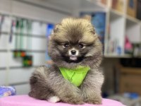 Ayı surat pomeranian boo