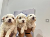 Maltese terrier yavrum 55 günlük