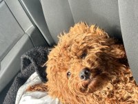 1 yaşında dişi toy poodle