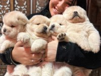 Safkan chow chow yavrularımız
