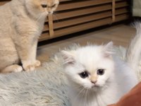 Safkan british shorthair bebişler