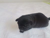 2 Yavru Erkek 1 Dişi Genç Pug