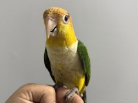 YAVRU KAYIK PAPAĞANI