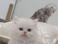 Anne safkan iran kedisi baba chinchilla