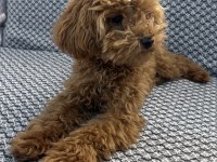 Tea cup ponçik poodle