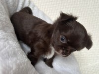 Mini mini chihuahua bebişler