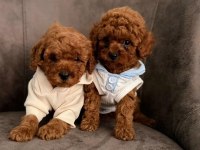 Toypoodle Minik Yavrularımız