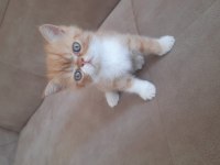 Exotic shorthair yavru erkek 2 aylık