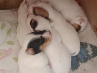 Saf kan terrier jack russell