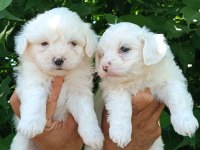 LEKESİZ MALTESE TERRİER YAVRULAR