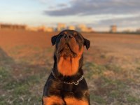 20 Aylık Erkek Rottweiler Ücretsiz Takip Şartı