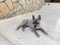 French bulldog oğluma eş arıyorum