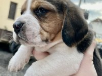 Safkan beagle bebekler