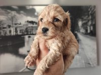 Maltipoo Bebekleri