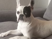 Ücretsiz Sahiplendirme French Bulldog Köpeği