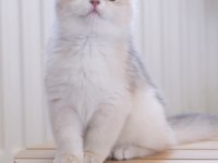 Safkan british shorthair Ay12 dişi