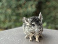 Koyu Gri (Medium Ebony) Çinçila / Chinchilla