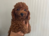Red brown kore kan Toy poodle