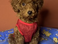 3 aylık toy poodle yavrumuz