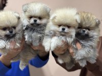 Petmode köpek çiftliğinden teddy pomeranian boo