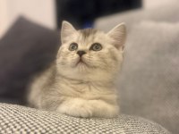 Orijinal British Shorthair Silver Point