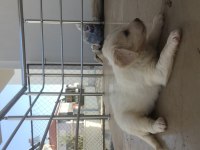 Maltipoo yavru 40 günlük