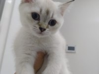 3 british shorthair afacan yuvalarını arıyor