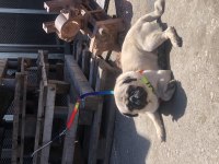 Eş pug yetişkin
