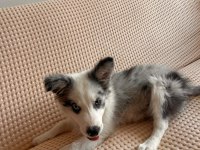 Blue Merle Border Collie Yavru